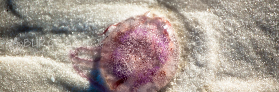 Amethyst on the Beach; A colorful jelly fish has washed up onto the beach; photo by Charles Burgess, of BURGESS photog; www.burgessphotog.com; All Rights Reserved.