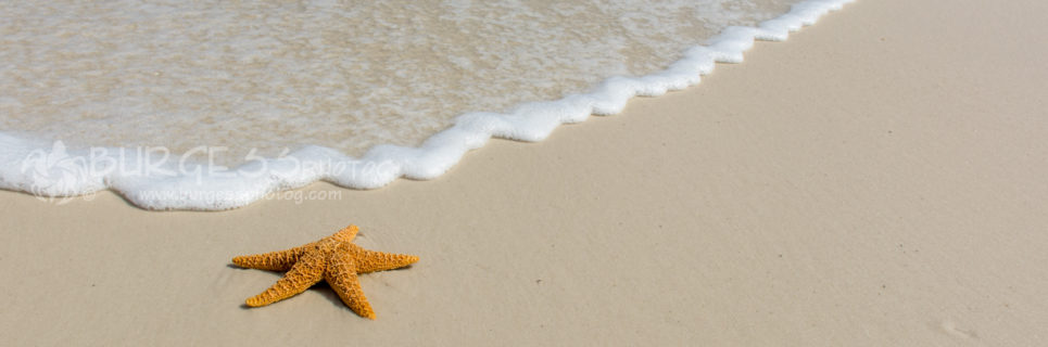 Sea star on the beach of the Emerald Coast of Florida; near Pensacola Beach; gentle waves during NEAP tide; color photo by Charles Burgess; www.burgessphotog.com; Commercial – Conceptual - Lifestyle – Photography; All Rights Reserved.