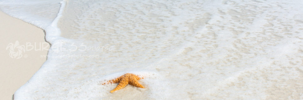 Sea star on the sugar white beach of the Emerald Coast of northwest Florida; color photo by Charles Burgess; www.burgessphotog.com; Commercial – Conceptual - Lifestyle – Photography; All Rights Reserved.