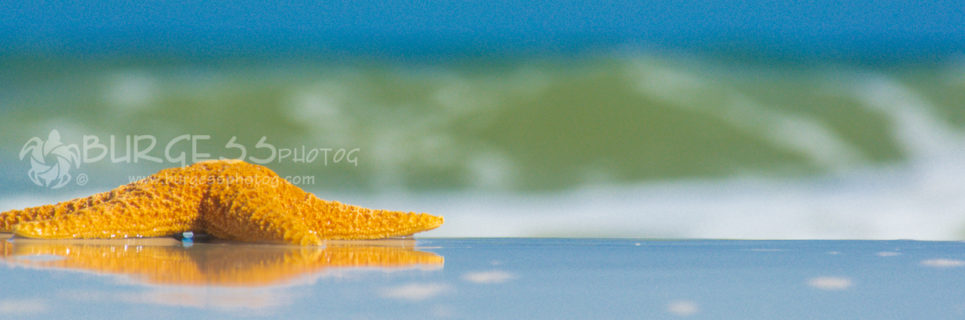 Sea star on the beach; selective focus on the vivid warm hued sea star, glossy wet sand in foreground reflecting the clear blue sky, and emerald green and sapphire blue waters of the Emerald Coast of Florida in the background; selective focus color photo by Charles Burgess; www.burgessphotog.com; Commercial – Conceptual - Lifestyle – Photography; All Rights Reserved.